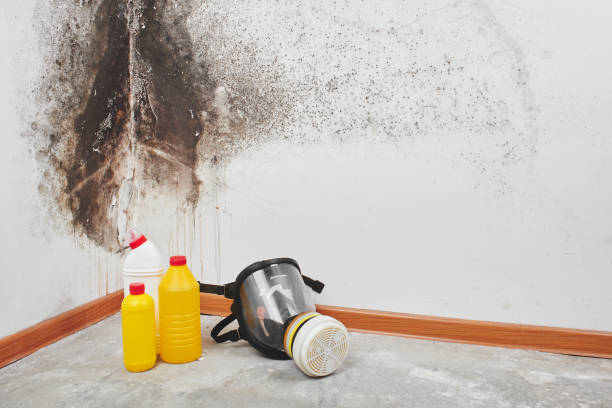 Best Home Mold Removal  in Smithville, TX