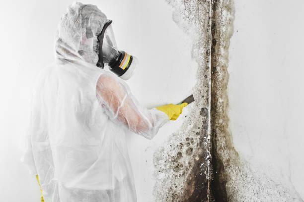 Best Attic Mold Removal  in Smithville, TX