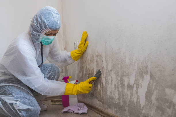 Best Emergency Mold Removal  in Smithville, TX