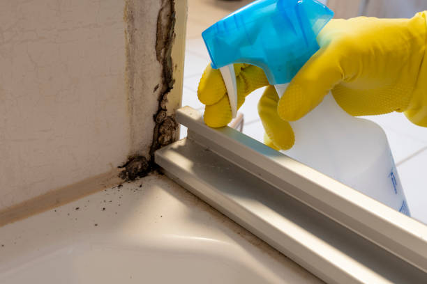Best Local Mold Removal Service  in Smithville, TX