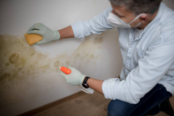 Best Residential Mold Removal  in Smithville, TX