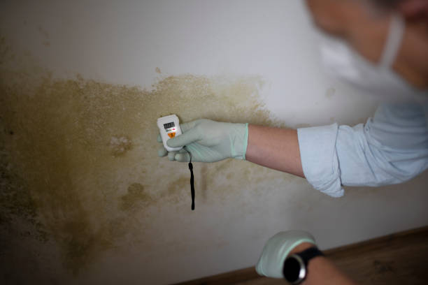 Best Mold Removal and Inspection  in Smithville, TX