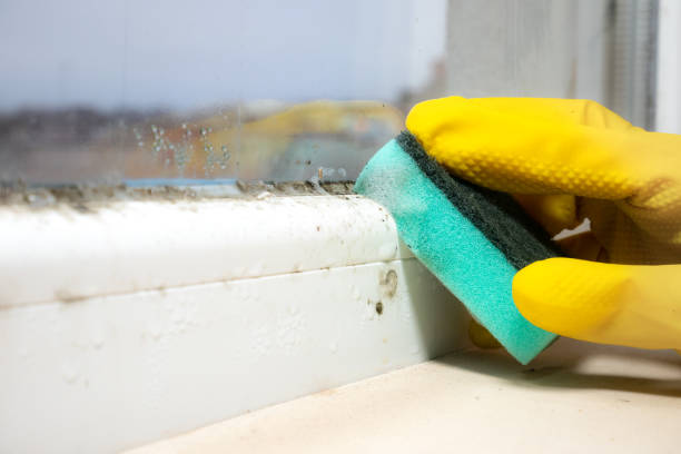 Best Certified Mold Removal  in Smithville, TX