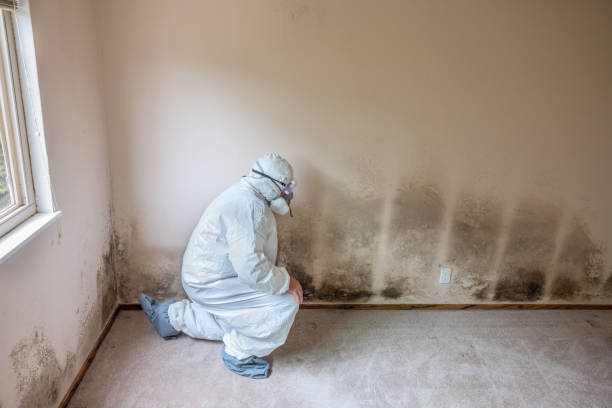 Best Same-Day Mold Removal  in Smithville, TX