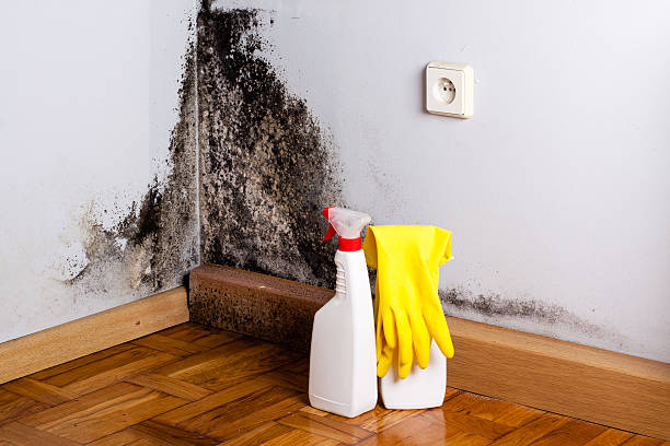 Best Black Mold Removal  in Smithville, TX